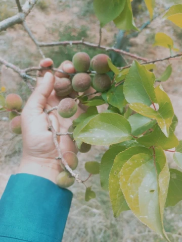 Vente Terrain Agricole Djelfa Djelfa 10