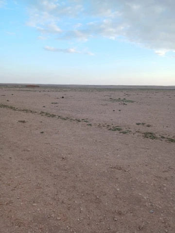 Vente Terrain Agricole Djelfa Birine
