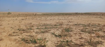 Vente Terrain Agricole Djelfa Mouadjebar 10