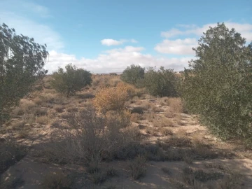Vente Terrain Agricole Djelfa Djelfa 21