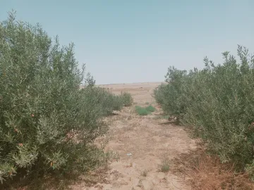 Vente Terrain Agricole Djelfa Birine 13