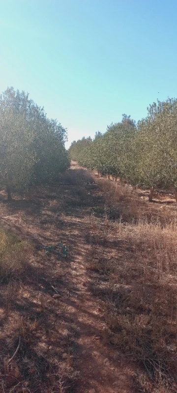 Vente Terrain Agricole Djelfa Ain oussara