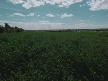 Vente Terrain Agricole Djelfa Djelfa 8