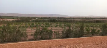 Vente Terrain Agricole Djelfa Ain oussara 5