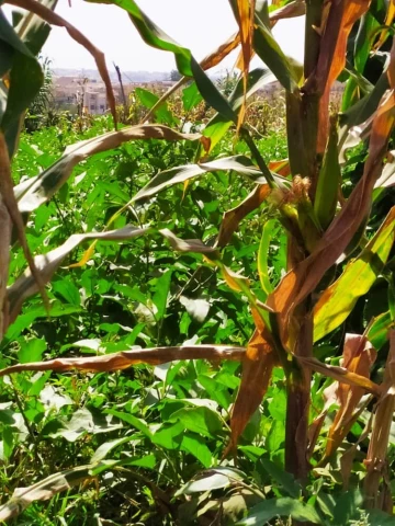 Vente Terrain Agricole Alger Zeralda 8