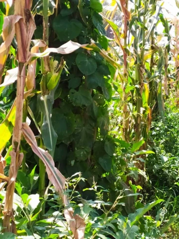 Vente Terrain Agricole Alger Zeralda 4