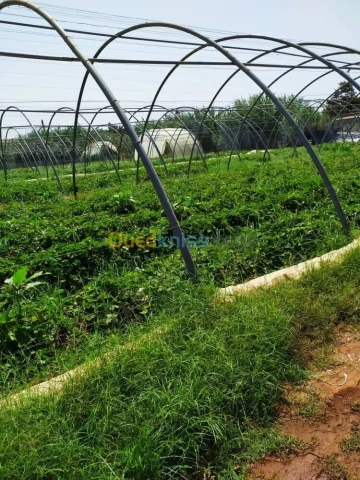 Vente Terrain Agricole Alger Zeralda 3