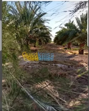 Vente Terrain Agricole Biskra Oumache 4