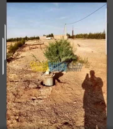 Vente Terrain Agricole Biskra Oumache 2