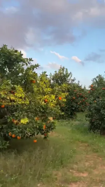 Vente Terrain Agricole Tlemcen Hennaya 5