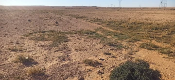 Vente Terrain Agricole Djelfa Ain oussara 14