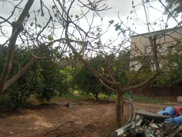 Vente Terrain Agricole Blida Chiffa