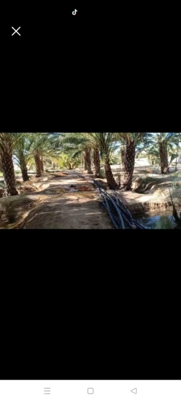 Vente Terrain Biskra Sidi okba 5