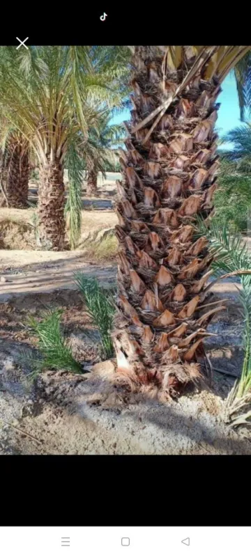 Vente Terrain Biskra Sidi okba 9