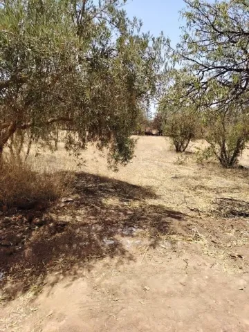 Vente Terrain Relizane El guettar