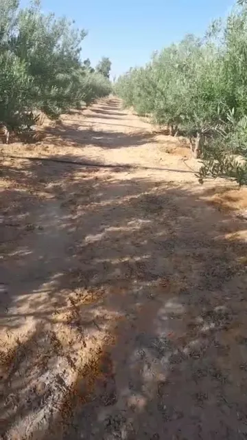 Vente Terrain Agricole Biskra Oumache 3