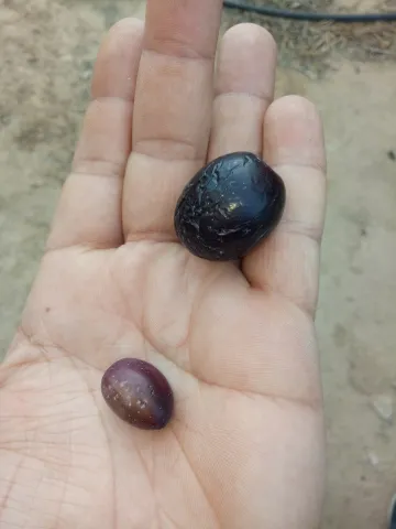 Vente Terrain Agricole Biskra Biskra 16