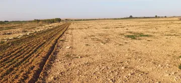 Vente Terrain Agricole Djelfa Ain oussara 8