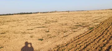 Vente Terrain Agricole Djelfa Ain oussara 3