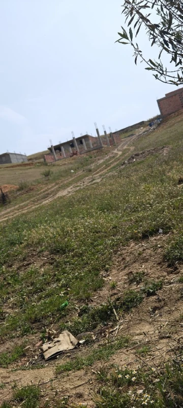 Vente Terrain Bouira Ain el hadjar 4