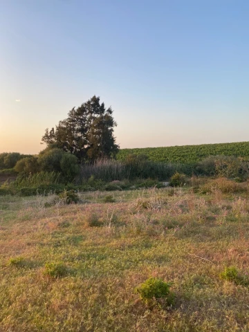 Location Terrain Boumerdès Ouled moussa