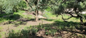 Vente Terrain Tipaza Larhat 2