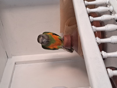 bird-pirouki-oran-algeria