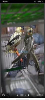 oiseau-لكلوبسيت-مدرسين-يهدرو-يغنو-يرقصو-مربين-على-ليد-rouiba-alger-algerie