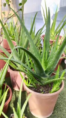 L'aloe vera est une plante aux - Plants shop Alger