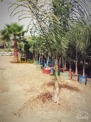 jardinage-decoration-des-jardin-blida-boufarik-algerie
