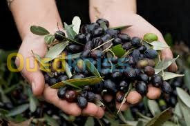 Récolteuse d’olive Stihl. 