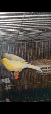 oiseau-couple-canari-ben-aknoun-alger-algerie