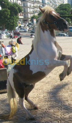 alger-bab-el-oued-algerie-evènements-divertissement-balade-à-dos-de-poney-des-photos