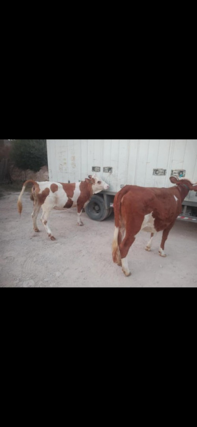 animaux-de-ferme-taureau-bejaia-algerie