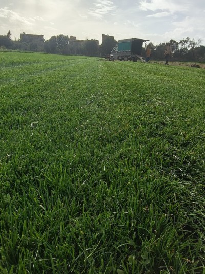 مشتلة العشب لتهيئة المساحات الخضراء