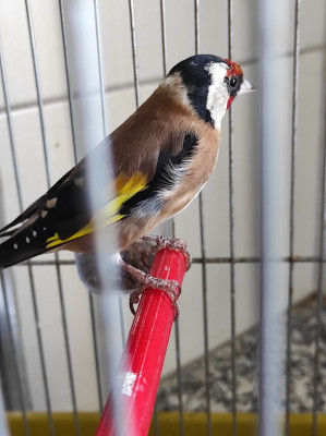 oiseau-chardonneret-algerie