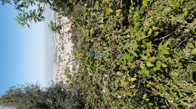 tlemcen-algerie-terrain-agricole-vente