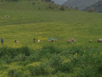 bouira-lakhdaria-algerie-terrain-vente