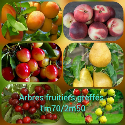  arbres fruitiers أشجار الفاكهة 