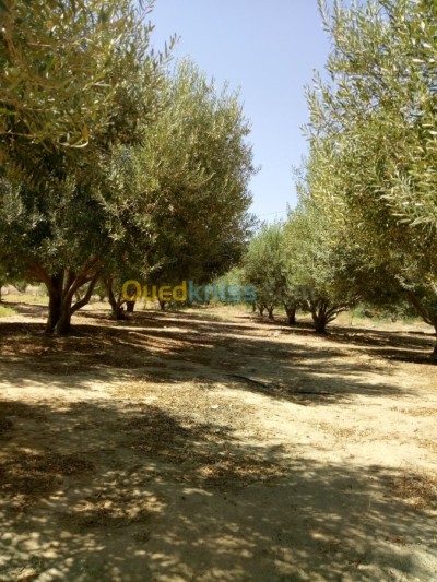 Sell Farmland Biskra Biskra