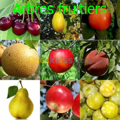 بستنة-arbres-fruitiers-metidja-البليدة-الجزائر