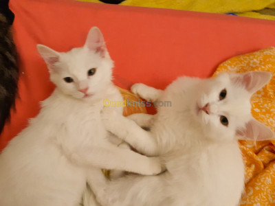 annaba-algeria-cat-vente-chat-blanc-angora-turc-et-tigré
