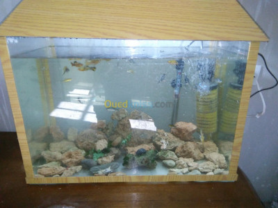 constantine-algerie-accessoire-pour-animaux-صناعة-احواض-السمك-aquariume