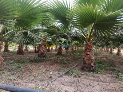 laghouat-algerie-jardinage-washingtonia