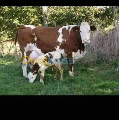 bejaia-sidi-aich-algerie-animaux-de-ferme-j-achète-les-vaches-par-facilité