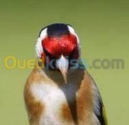 guelma-algeria-bird-قناة-يوتوب-مختصة-في-تغريد