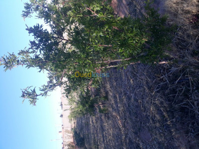 laghouat-sidi-makhlouf-algeria-farmland-sell