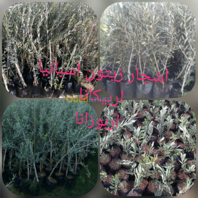 gardening-أشجار-الزيتون-blida-algeria