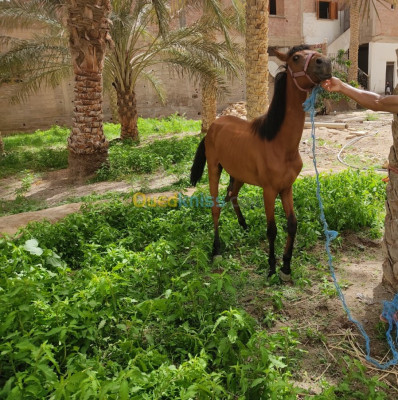 biskra-tolga-algerie-autre-حصان