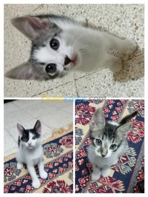 constantine-el-khroub-algerie-autre-des-petit-chats-gratuits